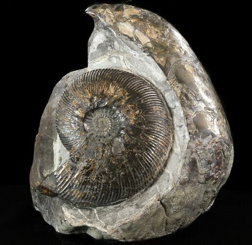 Displayable Craspedodiscus Ammonite - Russia #38828